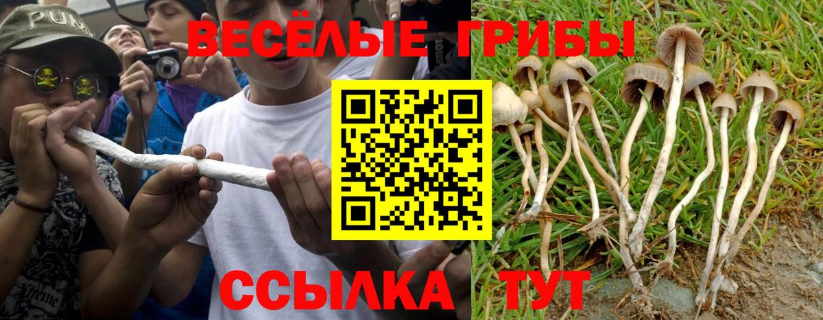Галлюциногенные грибы мицелий Котлас